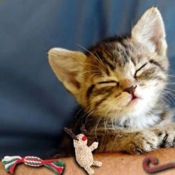 Christmas Bite Resistant Pet Dog Chew Toys For Small Dogs Cleaning Teeth -Christmas Lights Store 283041 2419623 F